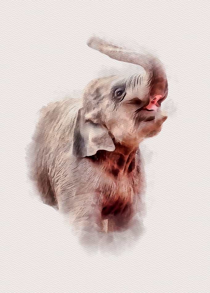 Baby Elephant