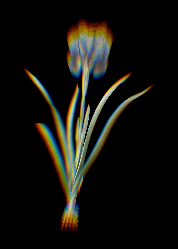 Prism Mourning Iris