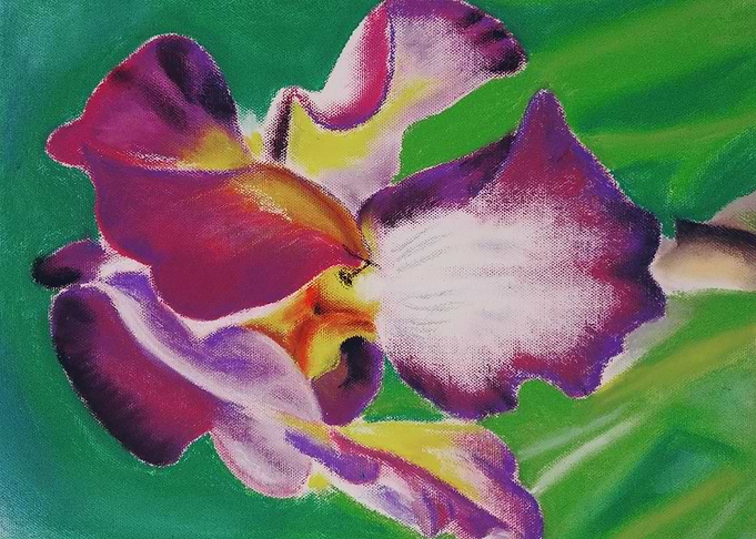 iris