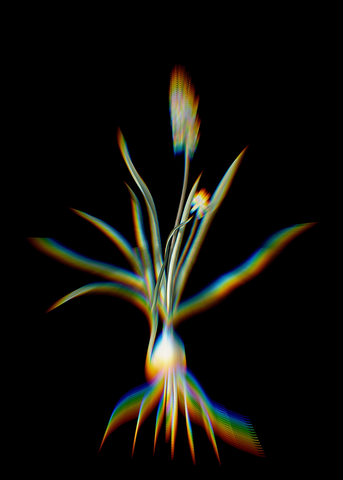 Prism Muscari Ambrosiacum