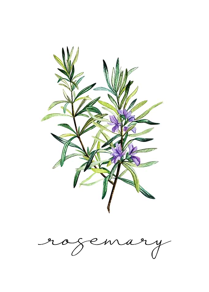 Rosemary
