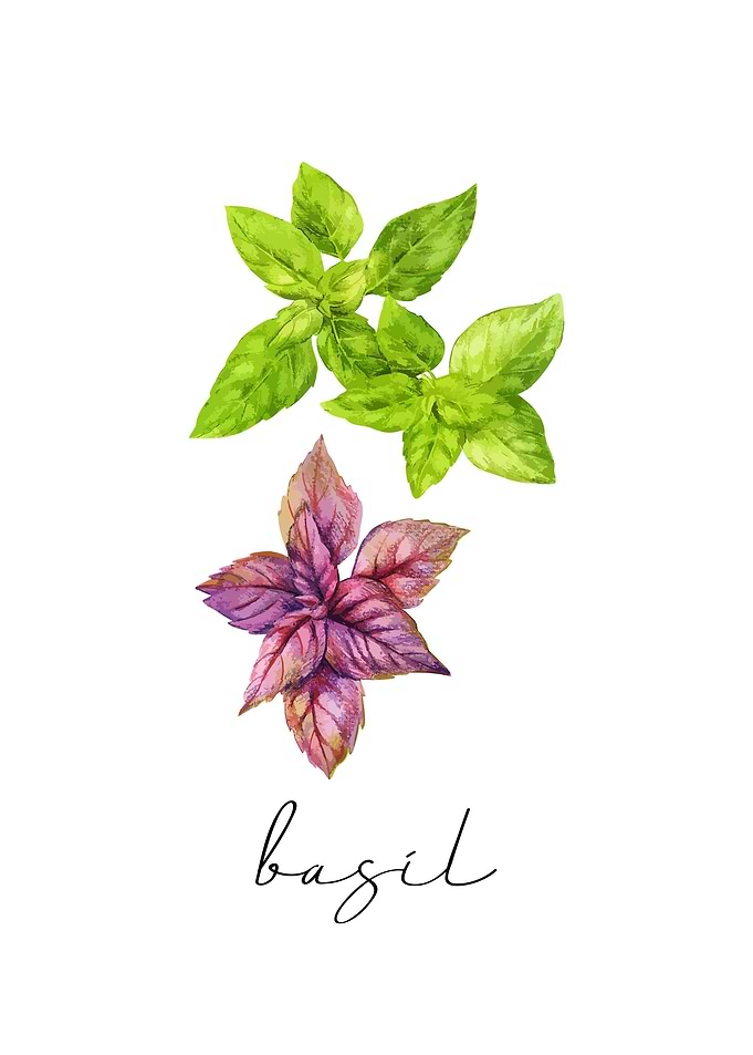 Basil