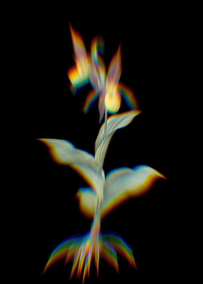 Prism Ladys Slipper Orchid