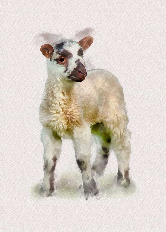 Little Lamb