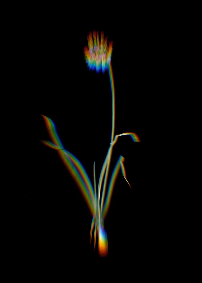 Prism Nodding Onion