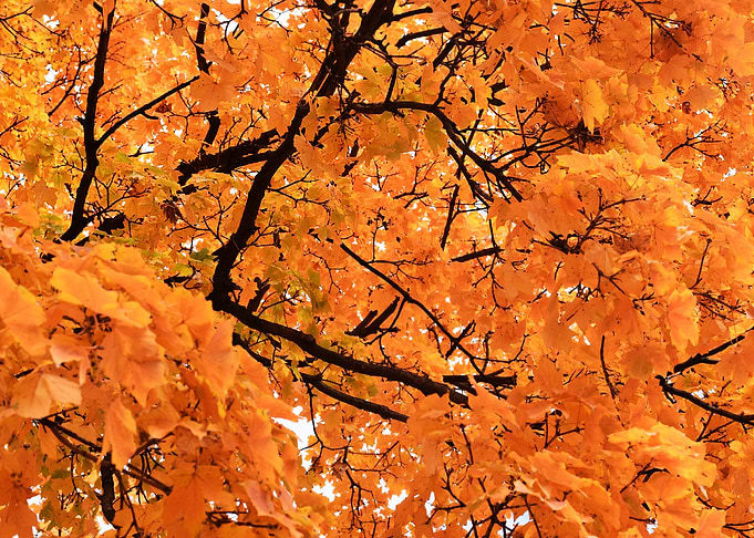 Orange Autumn
