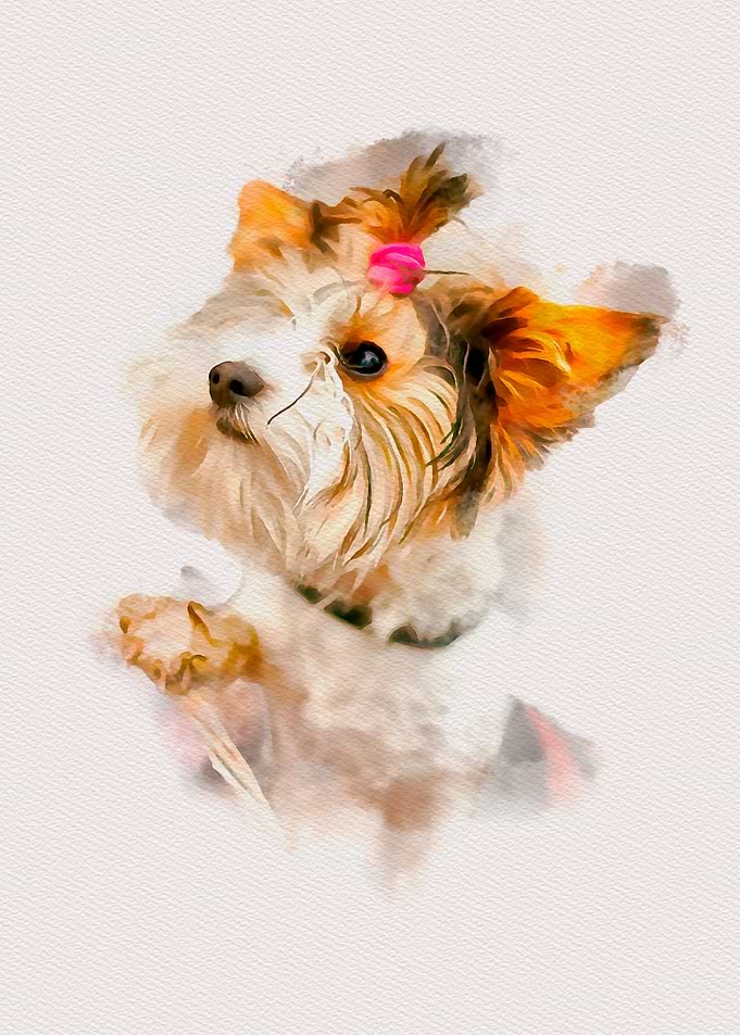 Yorkshire Terrier