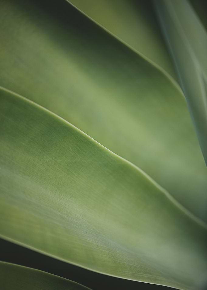 Abstract Succulent