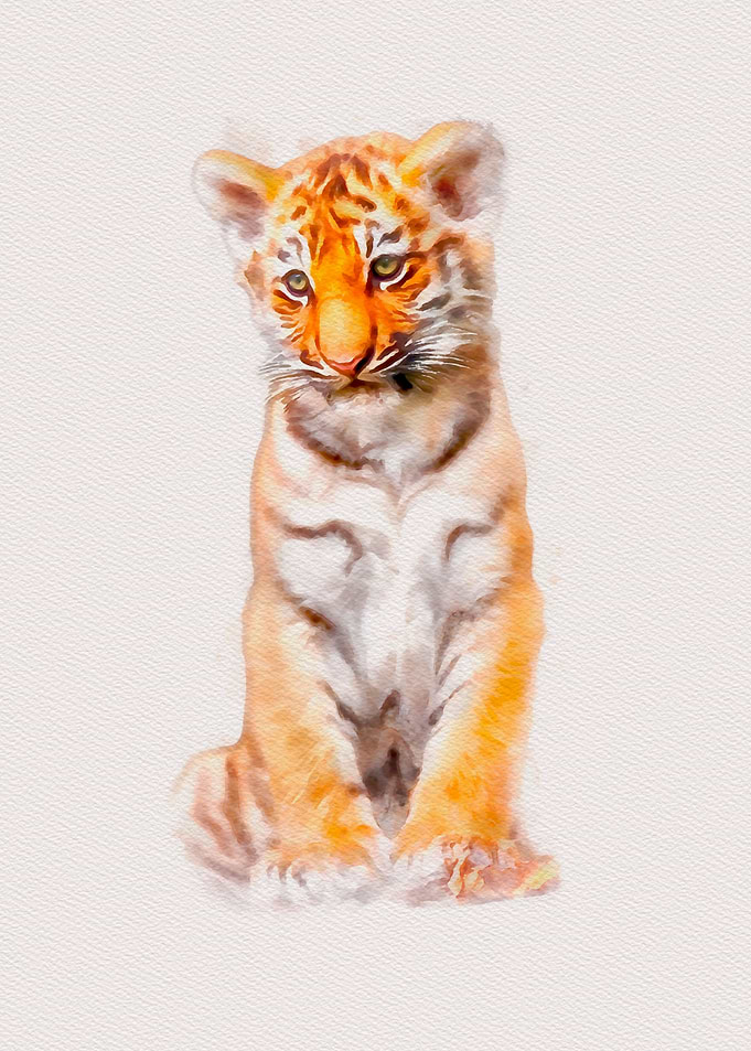 Baby Tiger