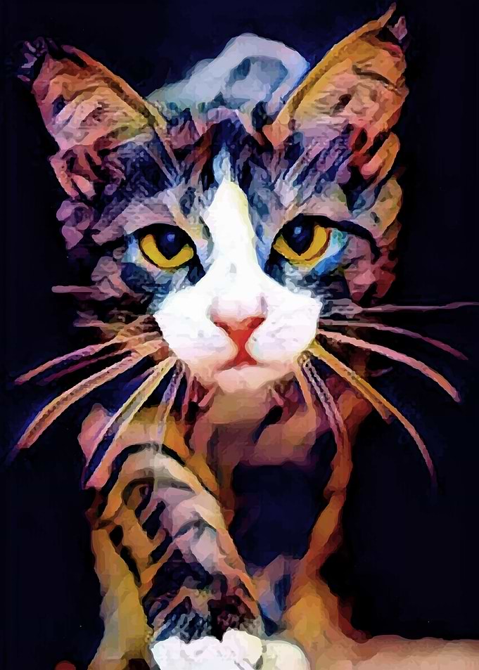 Kitten