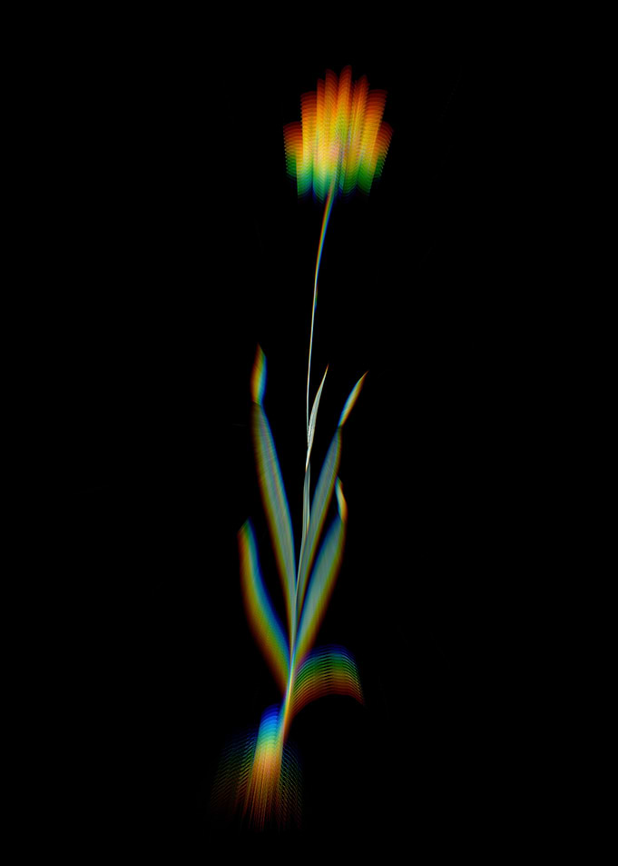 Prism Orange Ixia