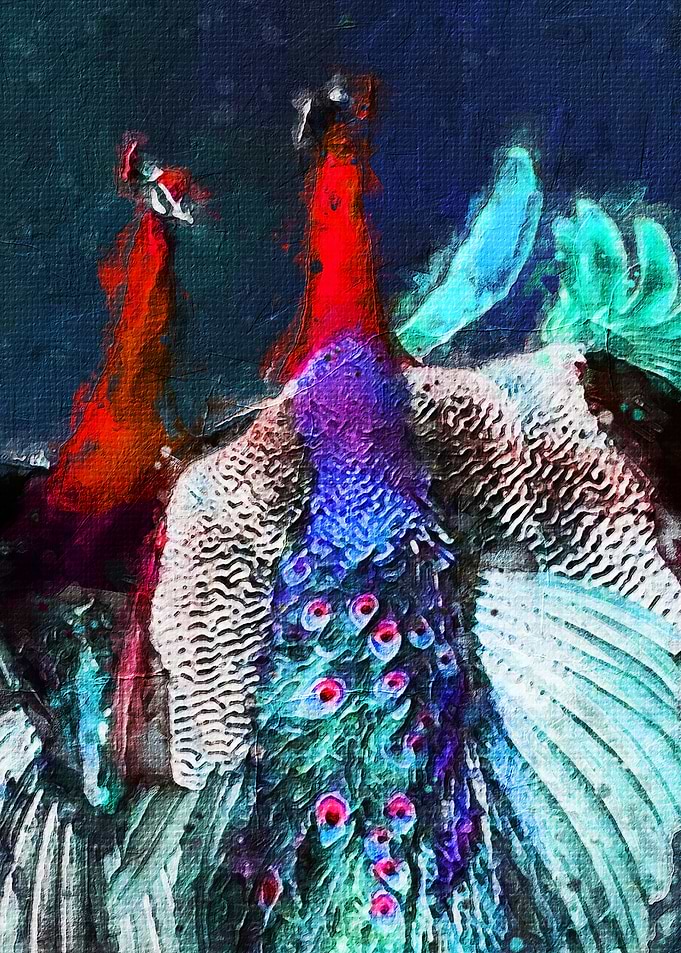 Peacock
