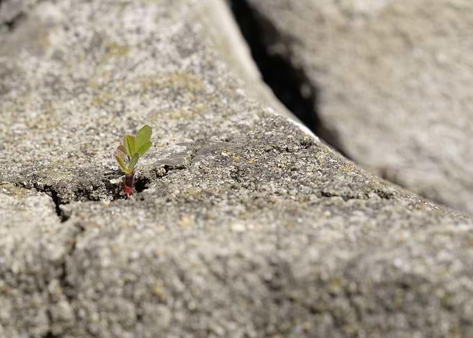Nature in unlikely places