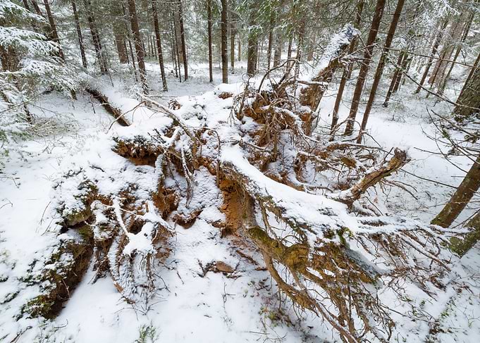 The First Snow No8