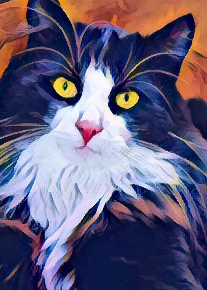 Black and White Cat