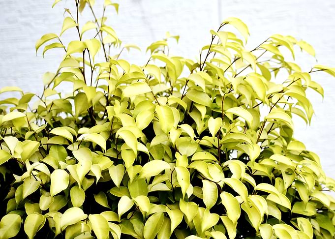 Beautiful decorative Plant