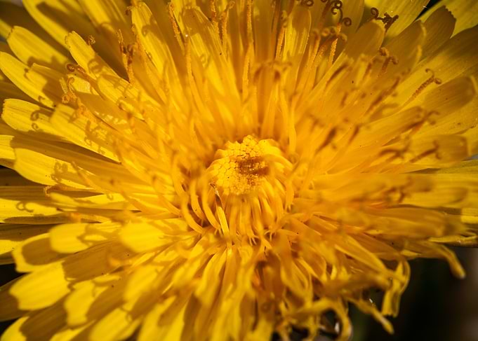 Dandelion 2