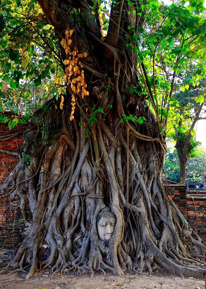 The head of Buddha
