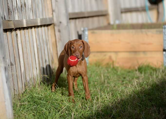 dog with ball