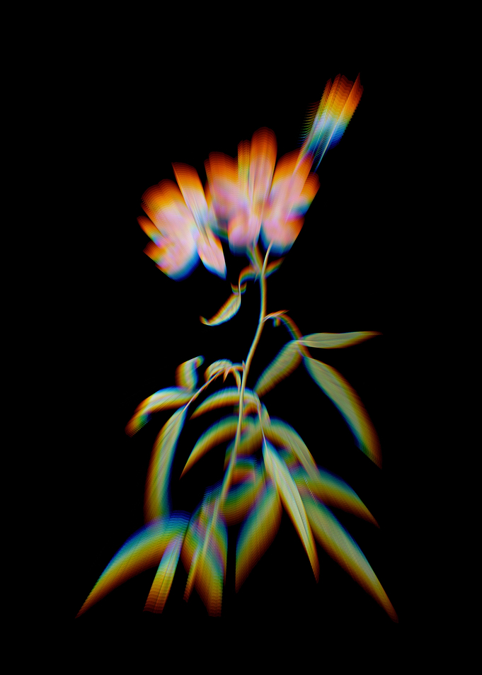 Prism Peach Leaved Rose