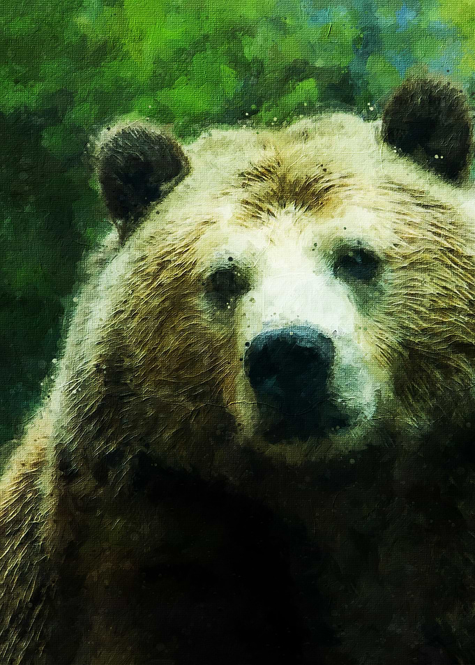 Bear