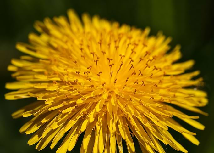 Dandelion 4