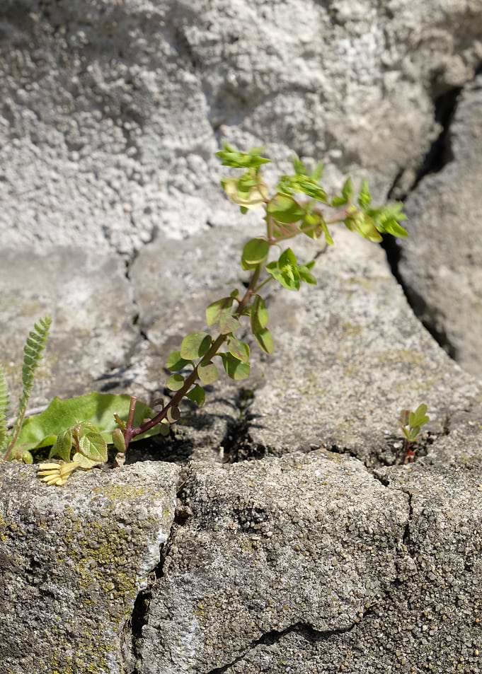 Nature in unlikely places
