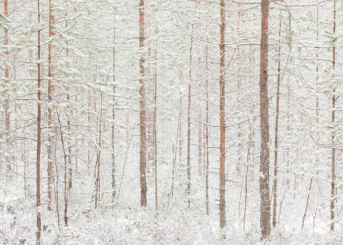 The First Snow No4