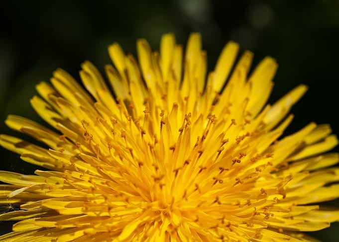 Dandelion 3