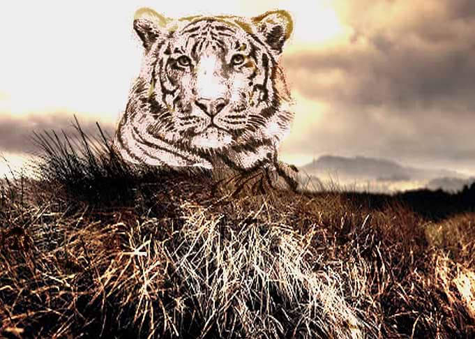TIGER