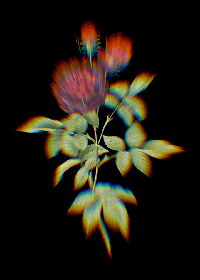 Prism Hundred Leaf Rose