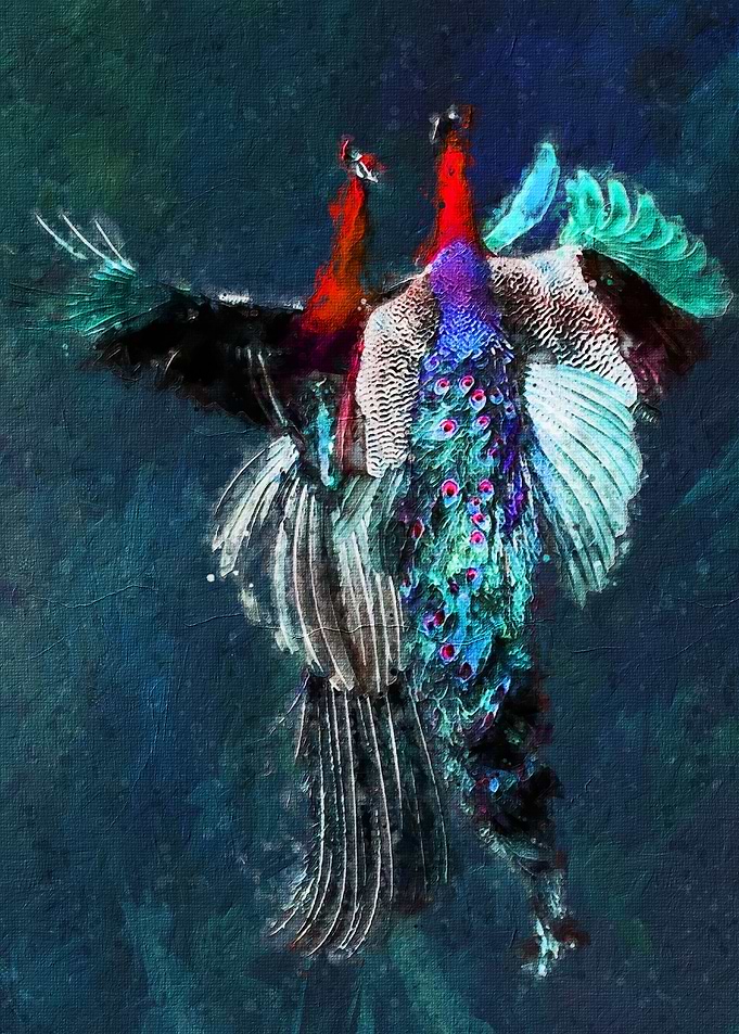 Peacock
