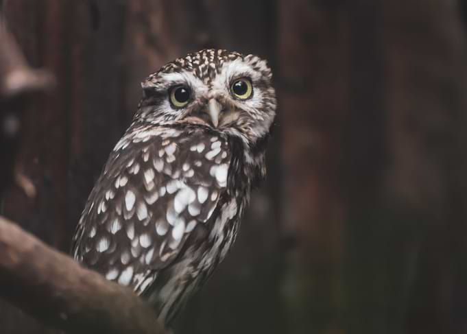 Little Owl