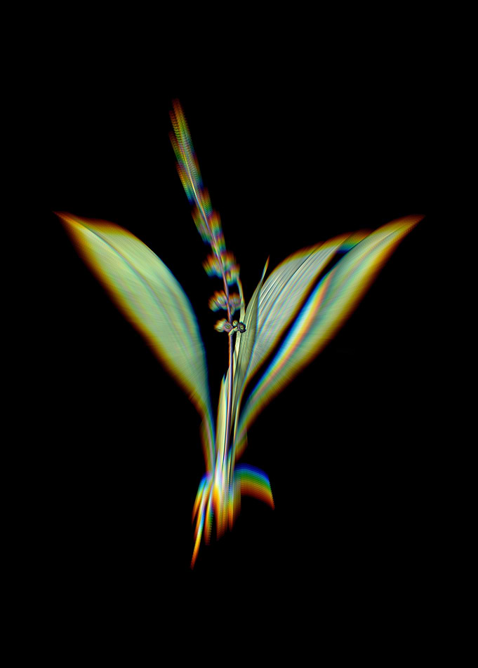 Prism Peliosanthes Teta