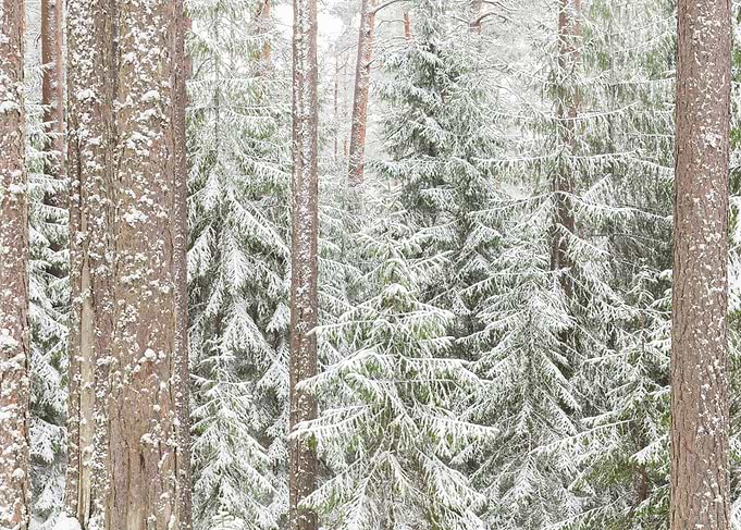 The First Snow No7