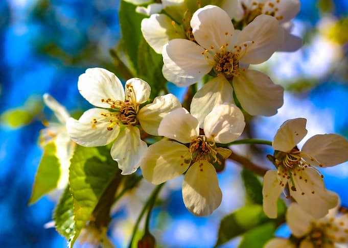 FLOWER