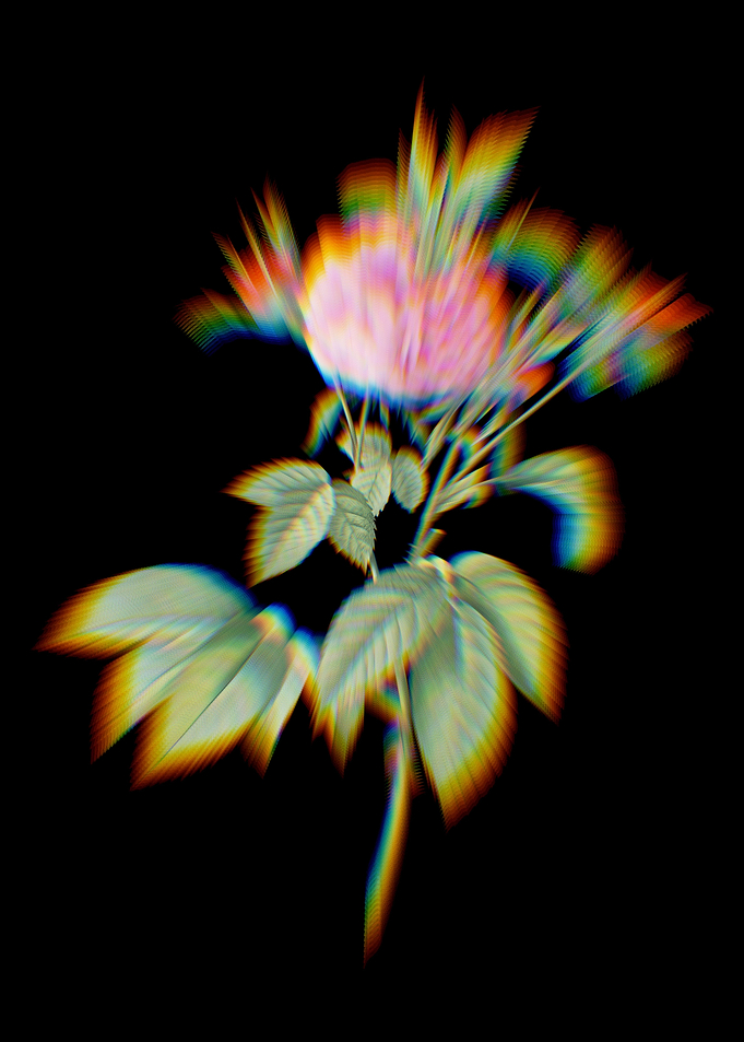 Prism Pink Agatha Rose