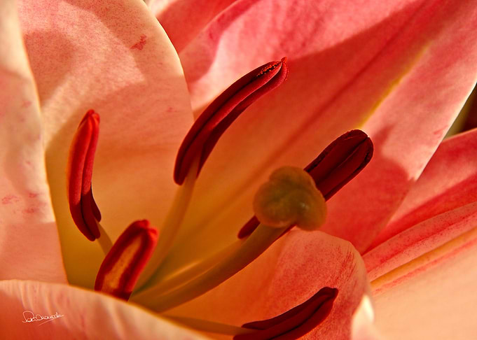 Intimate Tiger Lily