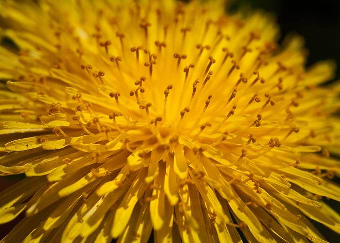 Dandelion 1