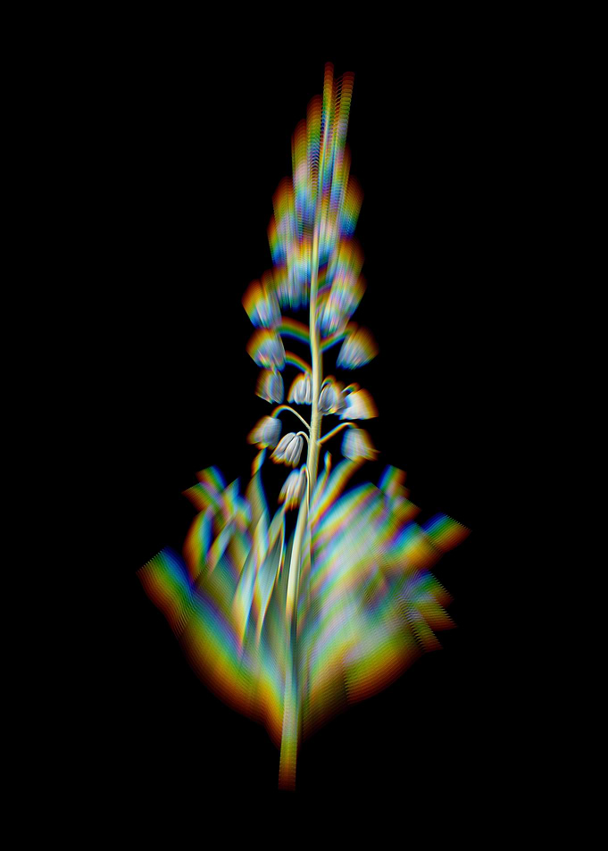 Prism Persian Lily