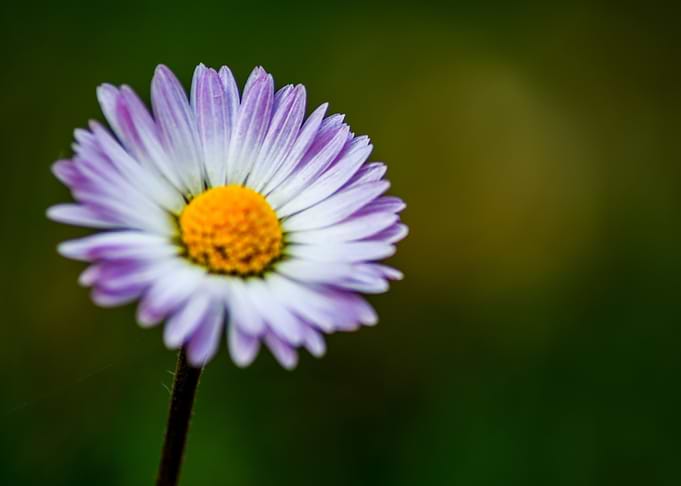 Daisy love