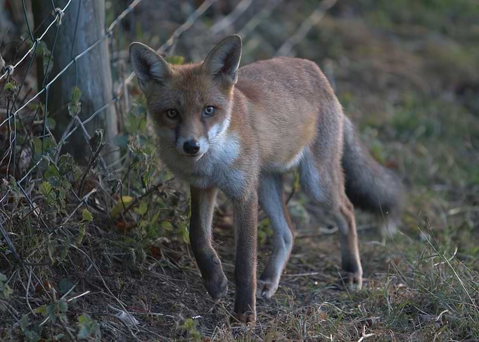 Fox