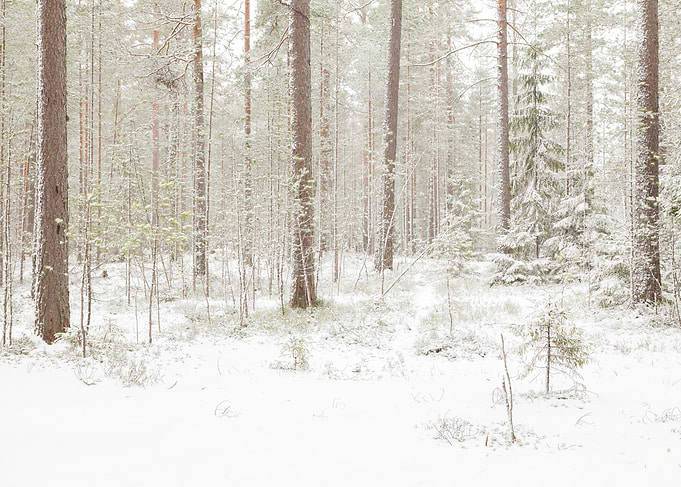 The First Snow No5