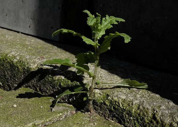 Nature in unlikely places