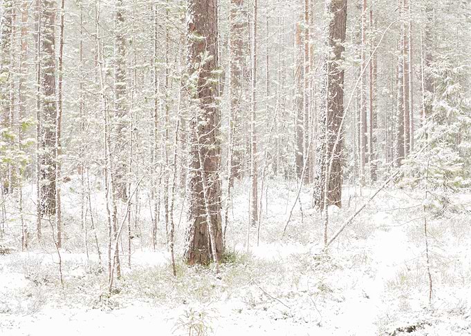 The First Snow No6