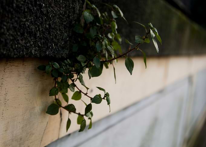 Nature in unlikely places