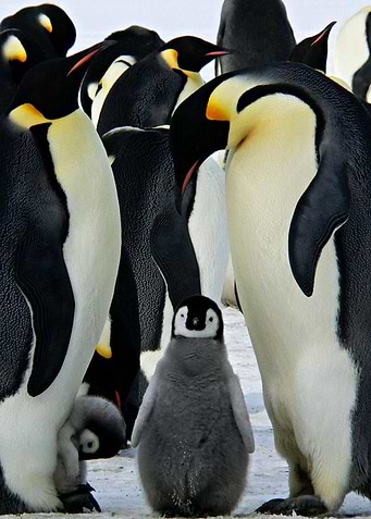 Penguins