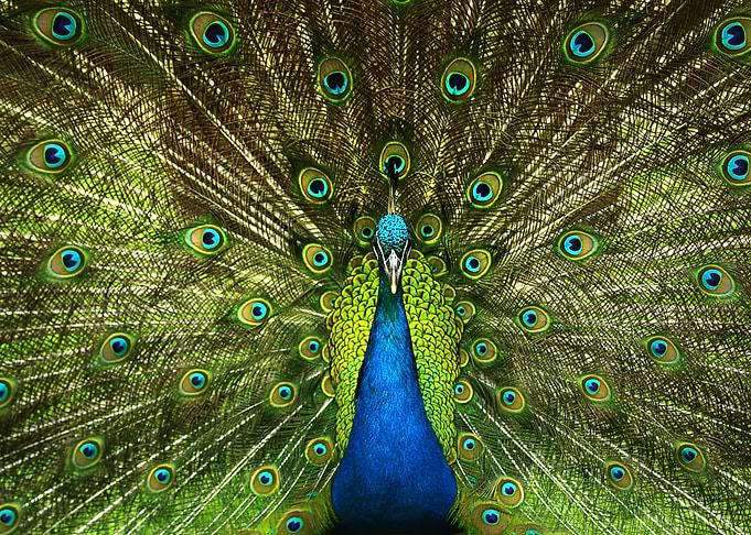 Peahens Peacock Peafowl