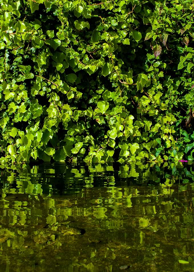 Plant with a small lake