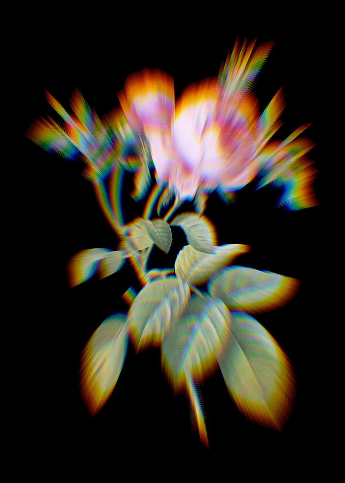 Prism Pink Cabbage Rose